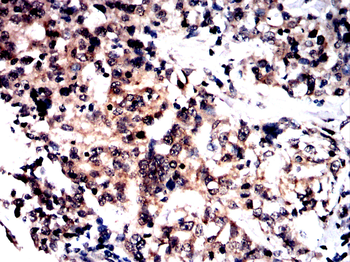 ARID3A Antibody