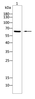 ARID3A Antibody