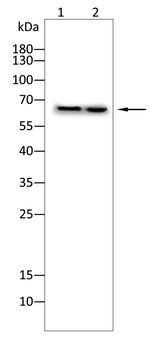 ARID3A Antibody