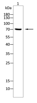 FOXM1 Antibody