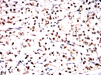 FOXM1 Antibody