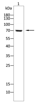 FOXM1 Antibody