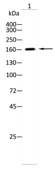 ROCK2 Antibody
