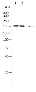 ROCK2 Antibody