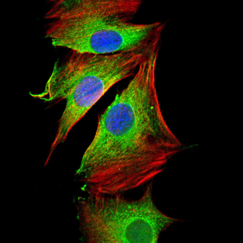 EIF2S1 Antibody