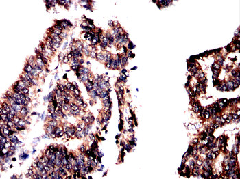EIF2S1 Antibody