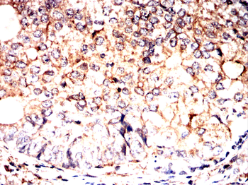 EIF2S1 Antibody