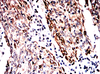 EIF2S1 Antibody