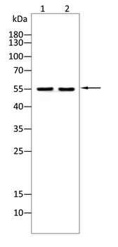 EIF2S1 Antibody