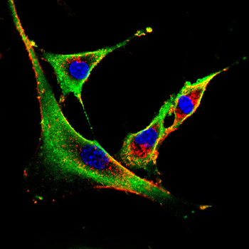 ACSL3 Antibody