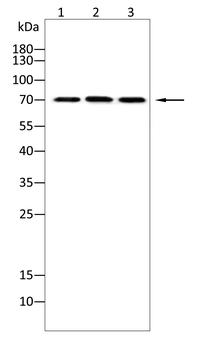 ACSL3 Antibody