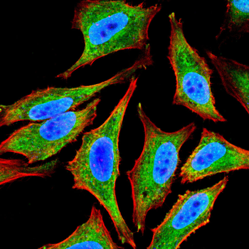 QKI Antibody