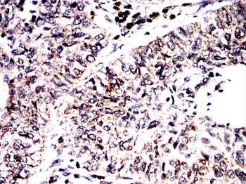 QKI Antibody