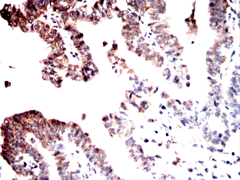 QKI Antibody