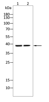 QKI Antibody