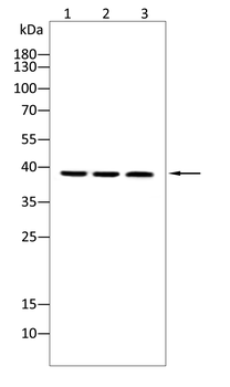 QKI Antibody