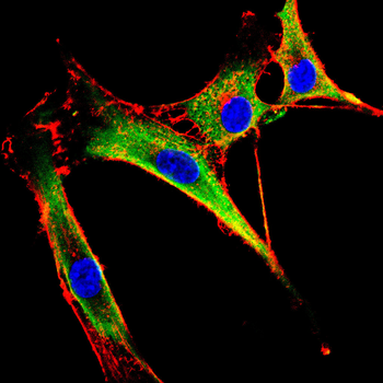 QKI Antibody