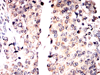 QKI Antibody