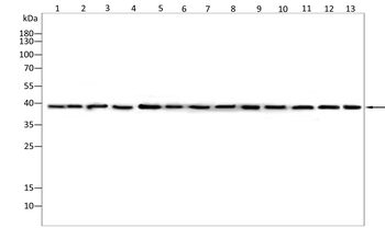 QKI Antibody