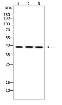 QKI Antibody