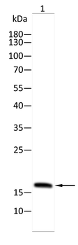 HMGA1 Antibody