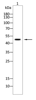 BCKDHA Antibody