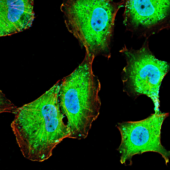 CHGA Antibody