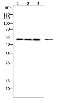 CHGA Antibody