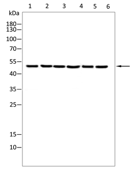 CHGA Antibody