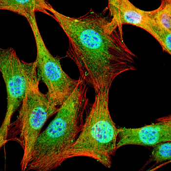 DUSP16 Antibody