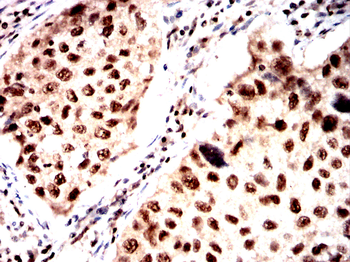 DUSP16 Antibody