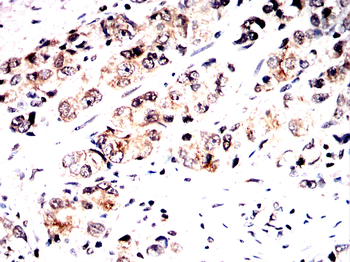 DUSP16 Antibody