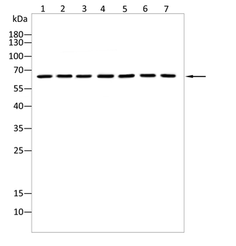 DUSP16 Antibody