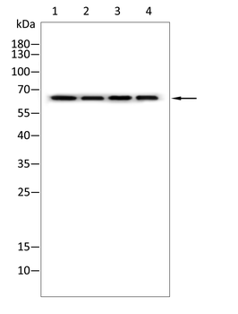 DUSP16 Antibody