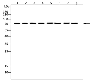 DUSP16 Antibody