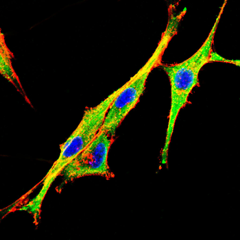 DUSP16 Antibody