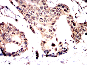 DUSP16 Antibody