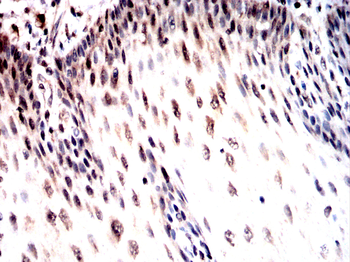 DUSP16 Antibody