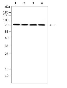 DUSP16 Antibody