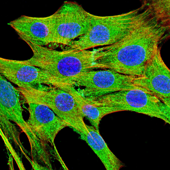 BRD4 Antibody