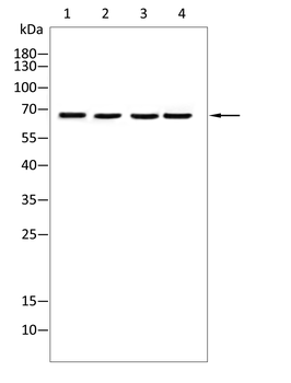 BRD4 Antibody