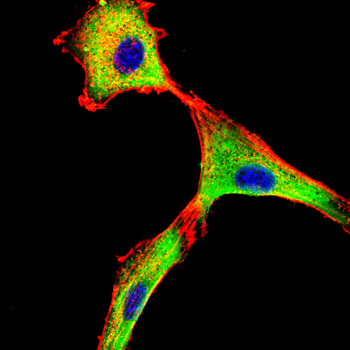 BRD4 Antibody