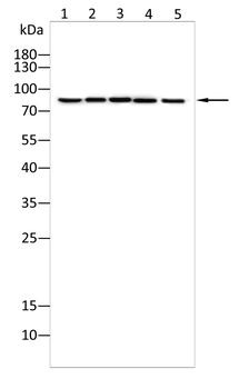 BRD4 Antibody