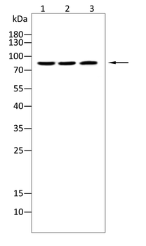 BRD4 Antibody