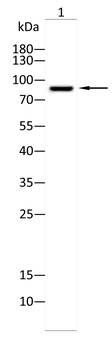 FGFR4 Antibody
