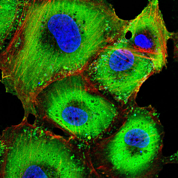 FGFR4 Antibody