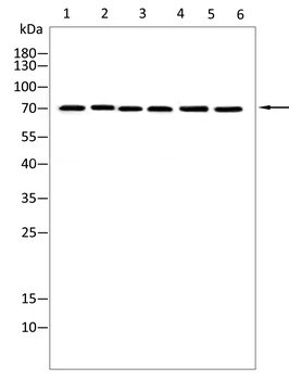 FGFR4 Antibody