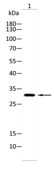 TRIM72 Antibody