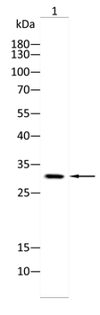 TRIM72 Antibody