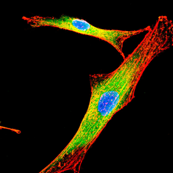 TRIM72 Antibody
